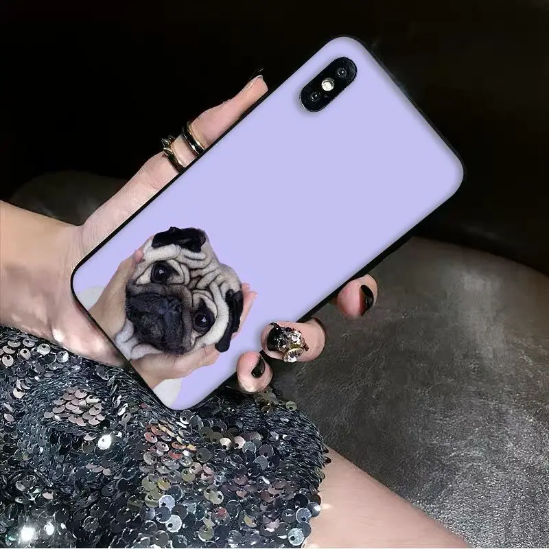 Animal Cute Pug Dog