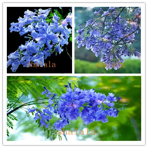 

20Pcs/Pack Jacaranda Mimosifolia Tree Bonsai Good Keep Flower Perennial Charming Purple Tree For Garden Decoration