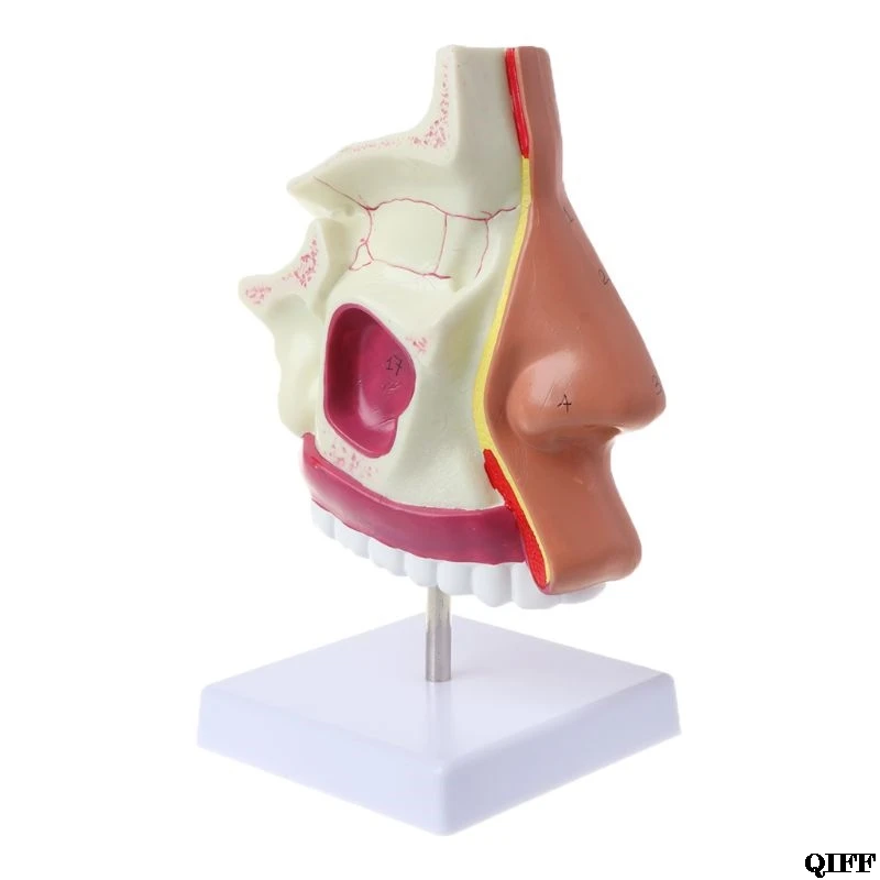 

Drop Ship&Wholesale Human Nasal Cavity Anatomy Model Medical Nose Cavity Structure For Science Study Display Teaching June 4