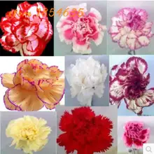 200pcs / Bag, Carnation Seeds,potted Dianthus Caryophyllus Bonsai Seeds,flower Seeds For Sale Home Garden