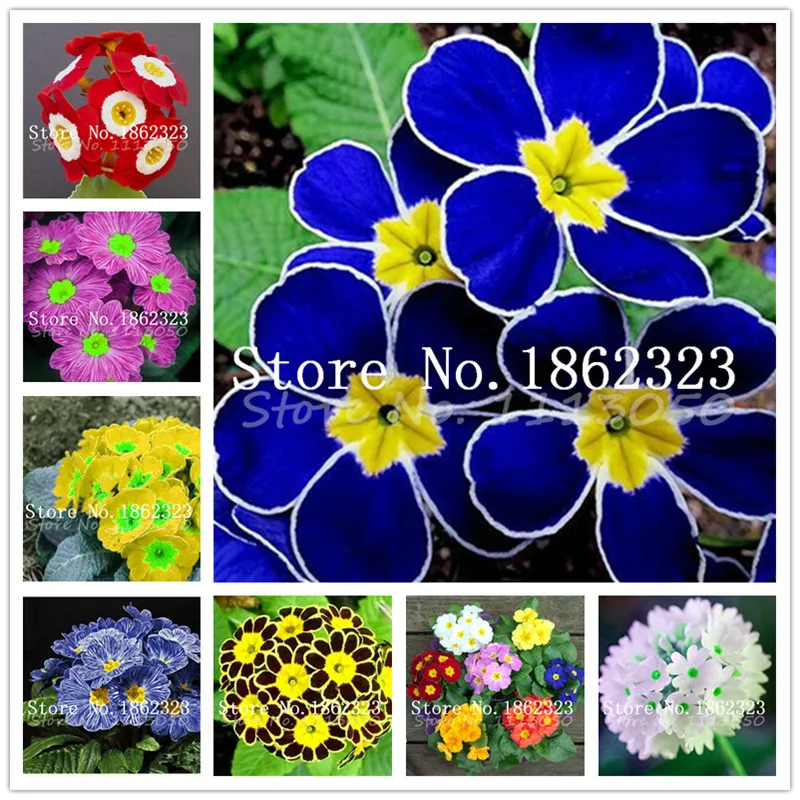 

Real cheap 300pcs evening primrose Europe primula malacoides mix color bonsai flower for home garden supples plant gift for wife