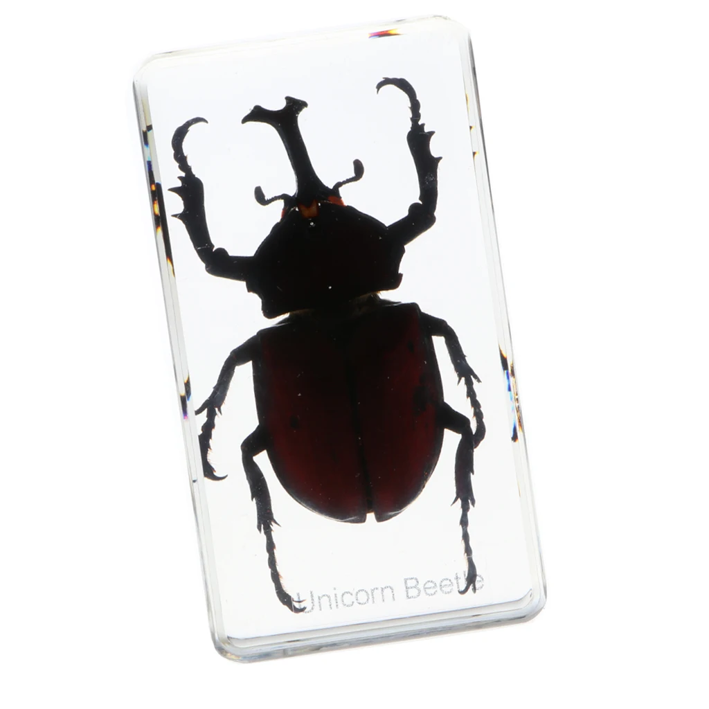 Insect Specimen Paperweight Collection Gift - Rhinoceros Beetle