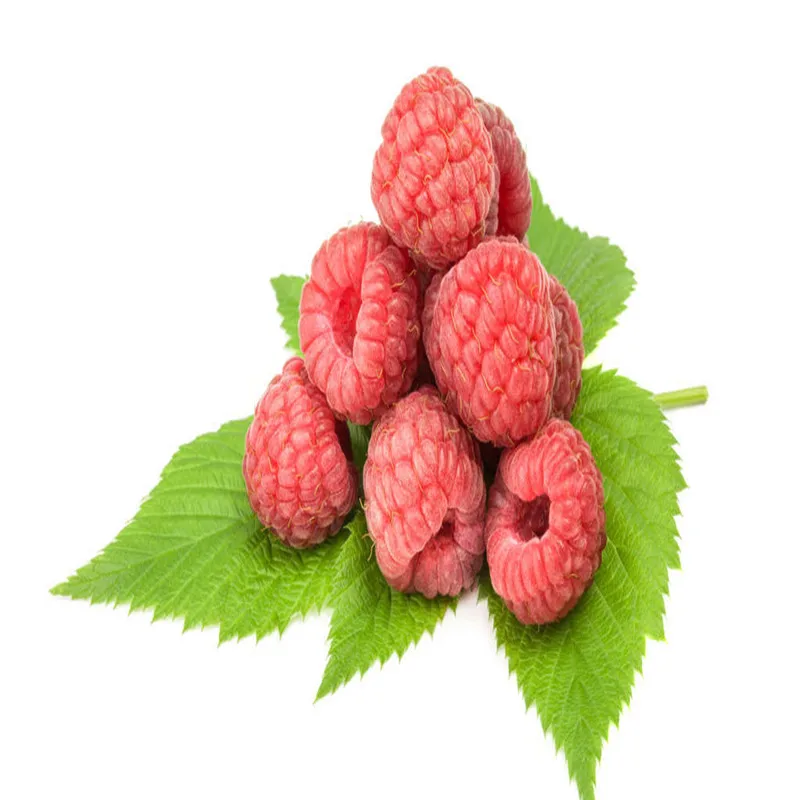 100-1000g Nutritional Rubus idaeus Powder Extract 30:1, fructus rubi, raspberry extract for preventing cancer,enrich the blood