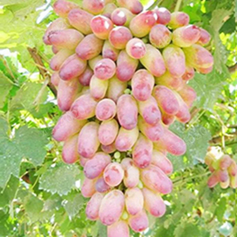 Hot 100 Pcs Finger Grape Plants Organic Heirloom Fruit Natural Growth