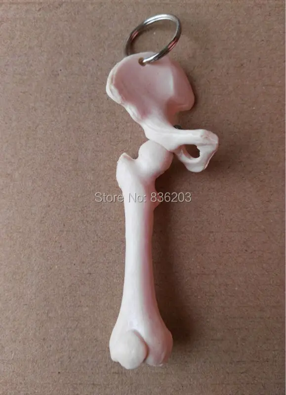 Mini Female anatomy Human hip joint model skeleton throat anatomical