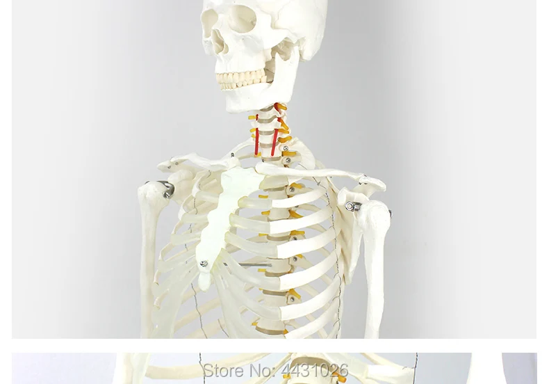ENOVO 170 см человек. Модель скелета образец модель искусство медицина искусство боли отдел