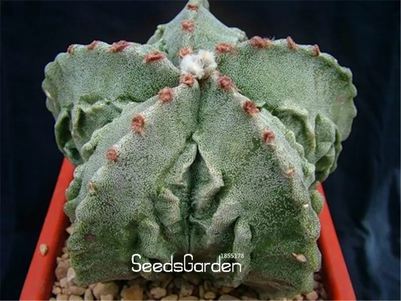 

Loss Promotion!100 Pcs/Bag mini cactus Plantas (Astrophytum) succulents plants Bonsai DIY home garden Rare flower Flores,#RHAKB