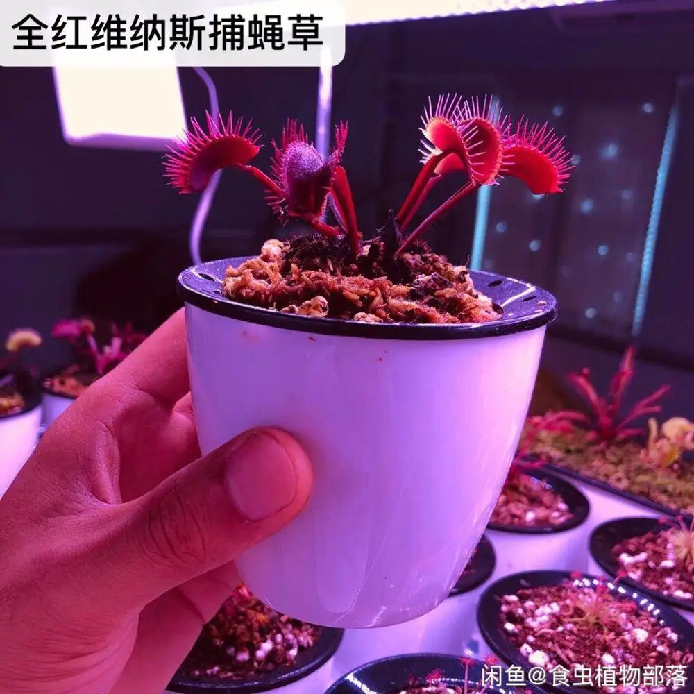 

100PCS * 100% Real Fresh Red Dionaea Muscipula Venus Flytrap Semillas - ( Bu-ying-cao ) - Succulents Carnivorous Plant sementes