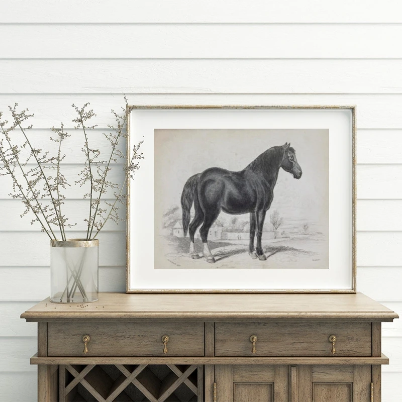 Vintage Drawings Of Horses Canvvas Prints