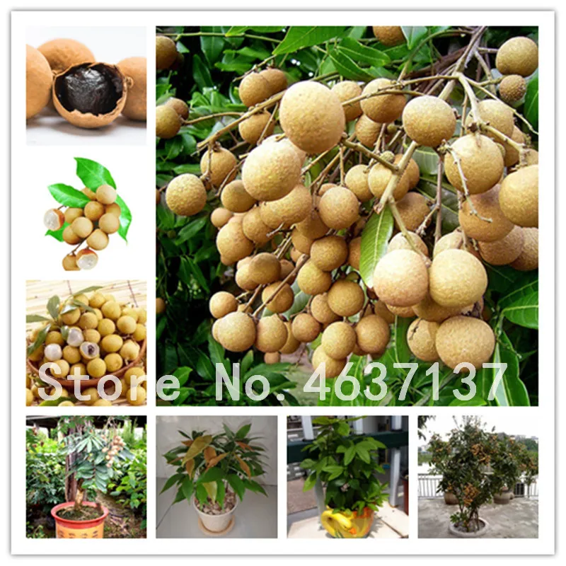 

Sale! 5 Pcs Dimocarpus Longan Bonsai Sweet Organic Fruit Dragon Eye Bonsai Tropical Fruit Tree For Diy Home Garden Plants