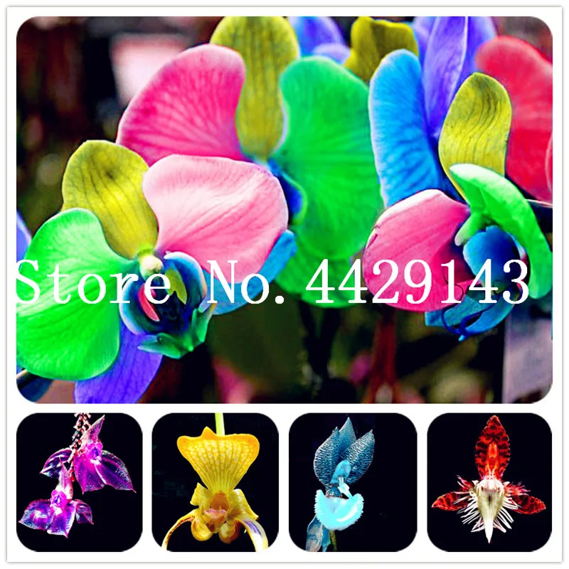 

Rare Orchid Bonsai Balcony Flower Blue Butterfly Orchid Flower Beautiful Garden Phalaenopsis Orchids Bonsai-200Pcs Free Shipping