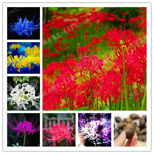 

Rare Color Mixing Lycoris Radiata Bulbs Potted Plants Planting Seasons Indoor Bonsai Plant For Home Garden-2 Bulbs