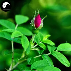 Купить красные шип Rosa Rugosa дерево Semente 60 шт. завод Rosa Multifloravar Ci Mei