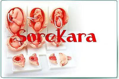 

10PCS Human Anatomical Embryonic Development Fetus New Medical Teach Model School Hospital