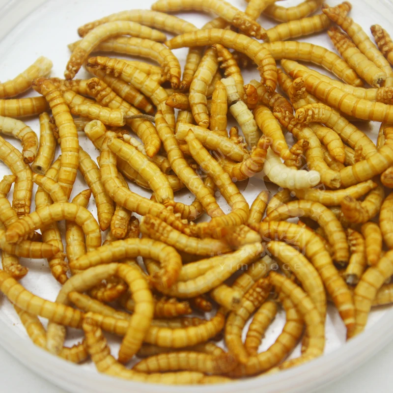 10 г/50 г сублимированный Mealworm муравей питание питательный протеин принадлежности