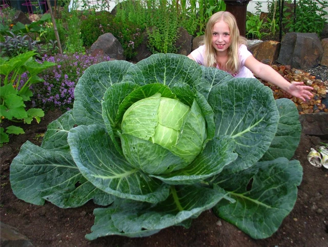 Giant Rare Cabbage Seeds, Vegetable Seed, 200pcs/pack