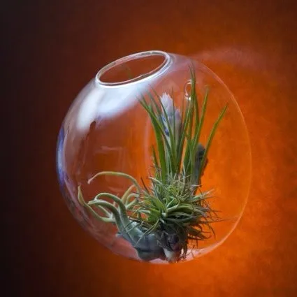 6pcs-set-wall-hanging-glass-fishbowl-wall-planter-vase-for-home-decor-garden-decor-house-ornament (3)