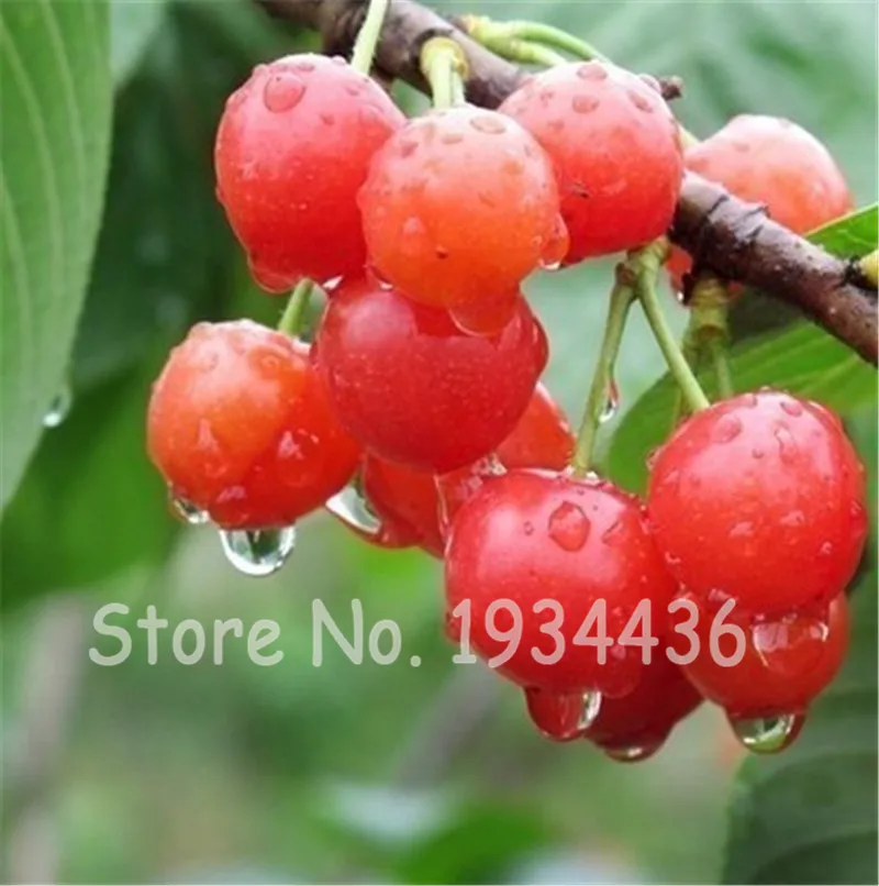 30 Pcs America Cherry Organic Fruit Plantas Bonsai Sweet Cherries Frutas Tree Grove Mini Garden Decoration Plantas Tropicales