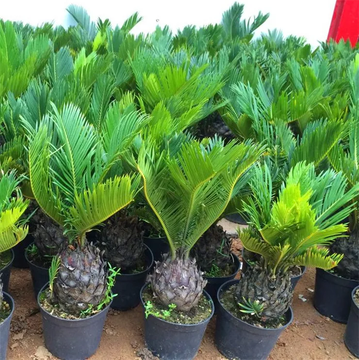 

Bulk potted cycas, foliage plants purify the air cycads tree 100% true , 1 pcs / bag Office decoration