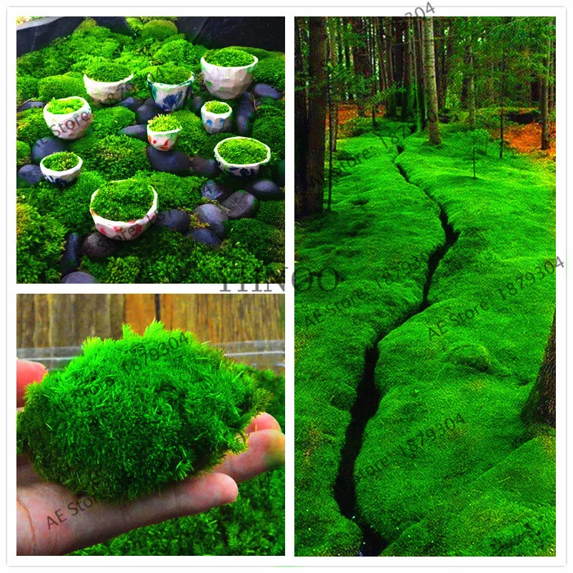 100 pcs green moss seeds rare moss seeds,potted plant ornamental,plant