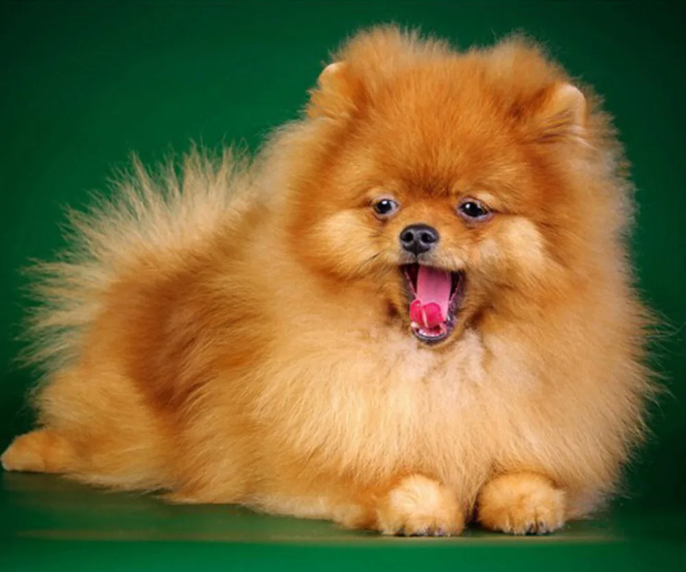 

Diamond Embroidery dog Diy Diamond Painting cross stitch Square Diamond Mosaic Home Decoration Paintings