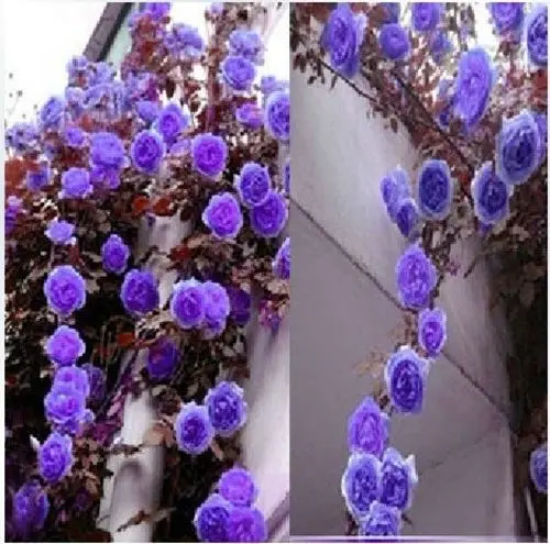 

100 Rare Purple Climbing Rose Ornamental Climbing Rose for home garden
