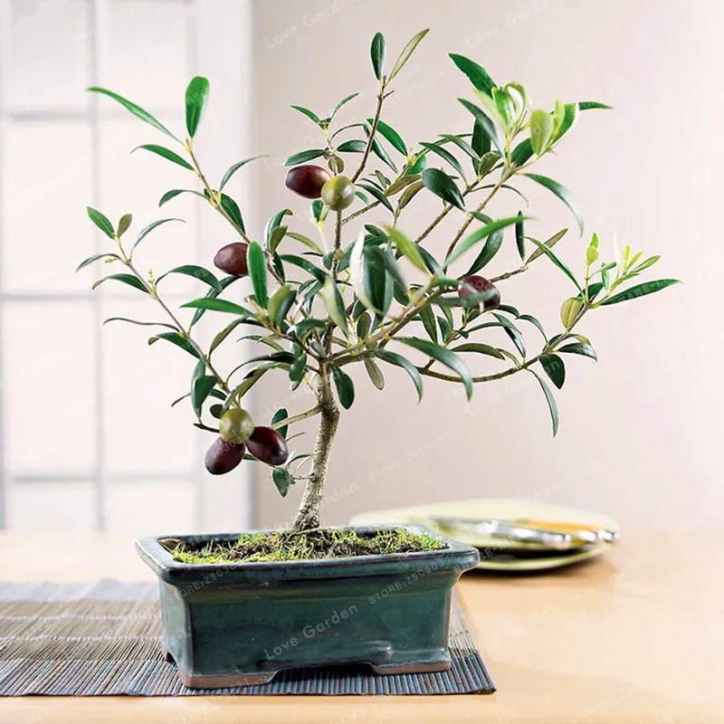 10PCS Rare Olive Bonsai Tree (Olea Europaea) plant Bonsai Fresh Exotic Tree plant Mini Olive Tree Olive Bonsai Garden Supplies 10PCS Rare Olive Bonsai Tree (Olea Europaea) plant Bonsai Fresh Exotic Tree plant Mini Olive Tree Olive Bonsai Garden Supplies