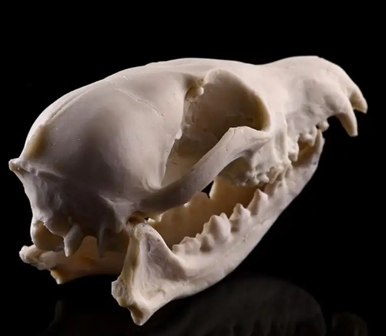 Fox skull model Medical Science Educational Supplies Skull Skeleton Mold Kids Gifts Toys Halloween Decoration