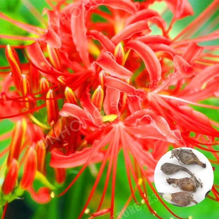 2 قطع/أحمر نادرة عالية بقاء Lycoris مشعشعة لمبات بوعاء بونساي Palnt المعمرة زراعة زهرة للمنزل حديقة (بونساي) 2 قطع/أحمر نادرة عالية بقاء Lycoris مشعشعة لمبات بوعاء بونساي Palnt المعمرة زراعة زهرة للمنزل حديقة (بونساي)