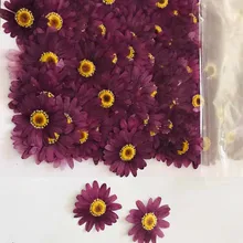 250 шт прессованный высушенный фиолетовый Pericallis гибрида цветок гербарий из растений Ювелирная открытка с пригласительным билетом чехол для телефона Закладка сделай сам