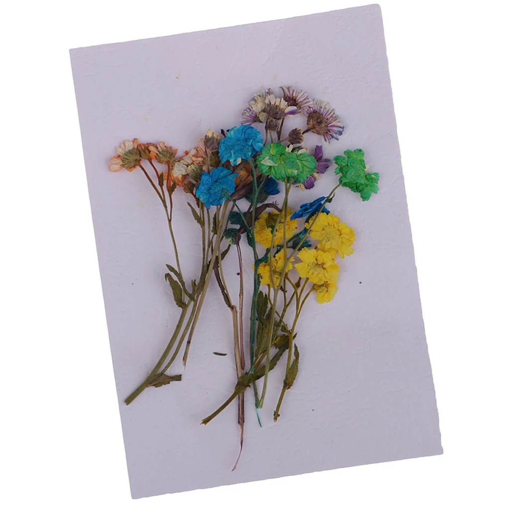 10 Pieces Pressed Dried Flowers Colourful Daisy Real Dried Flowers For DIY Phone Case, Jewelry Findings Decoration