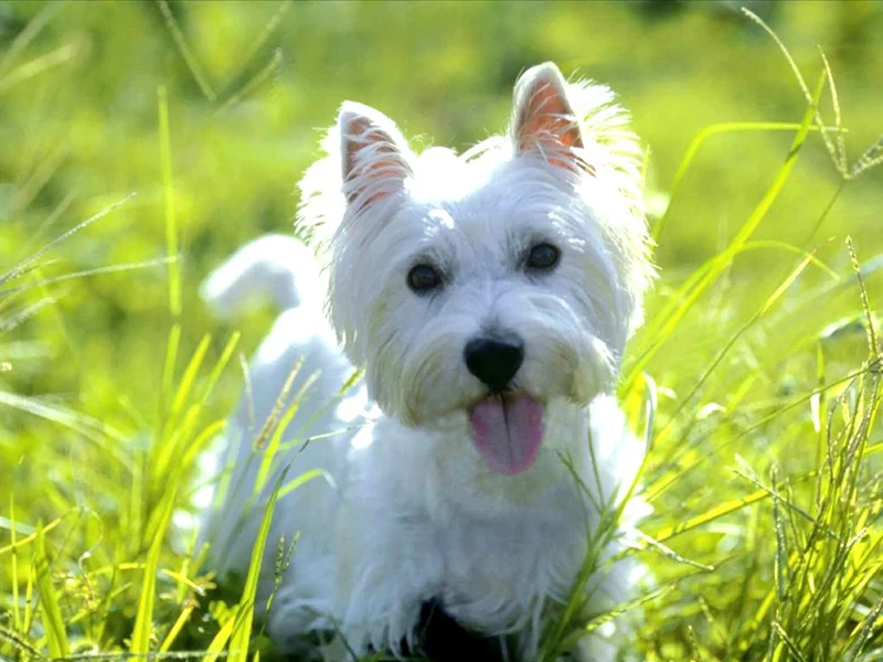 west highland white terrier