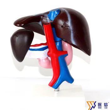 

Liver and pancreas duodenum model Gallbladder Digestive system model
