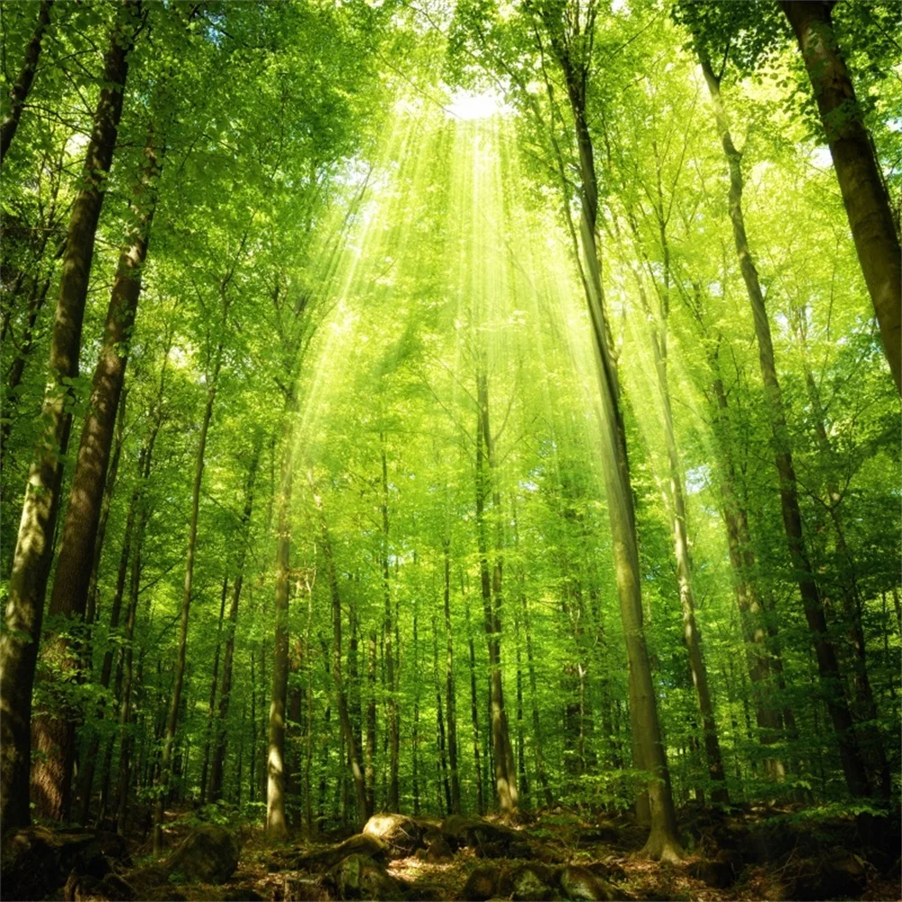 

Laeacco Spring Jungle Forest Trees Sunlight Scenic Photography Backgrounds Customized Photography Backdrops For Photo Studio