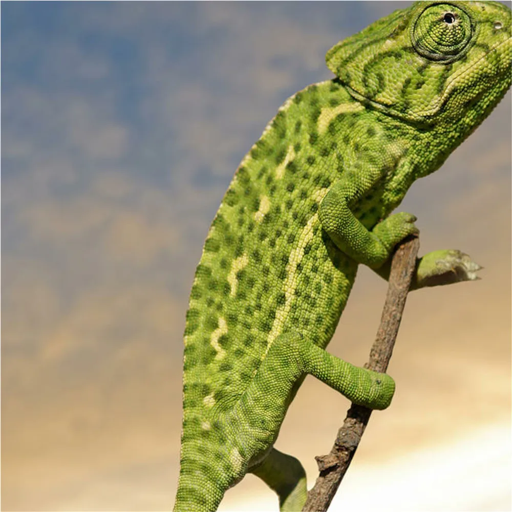 553