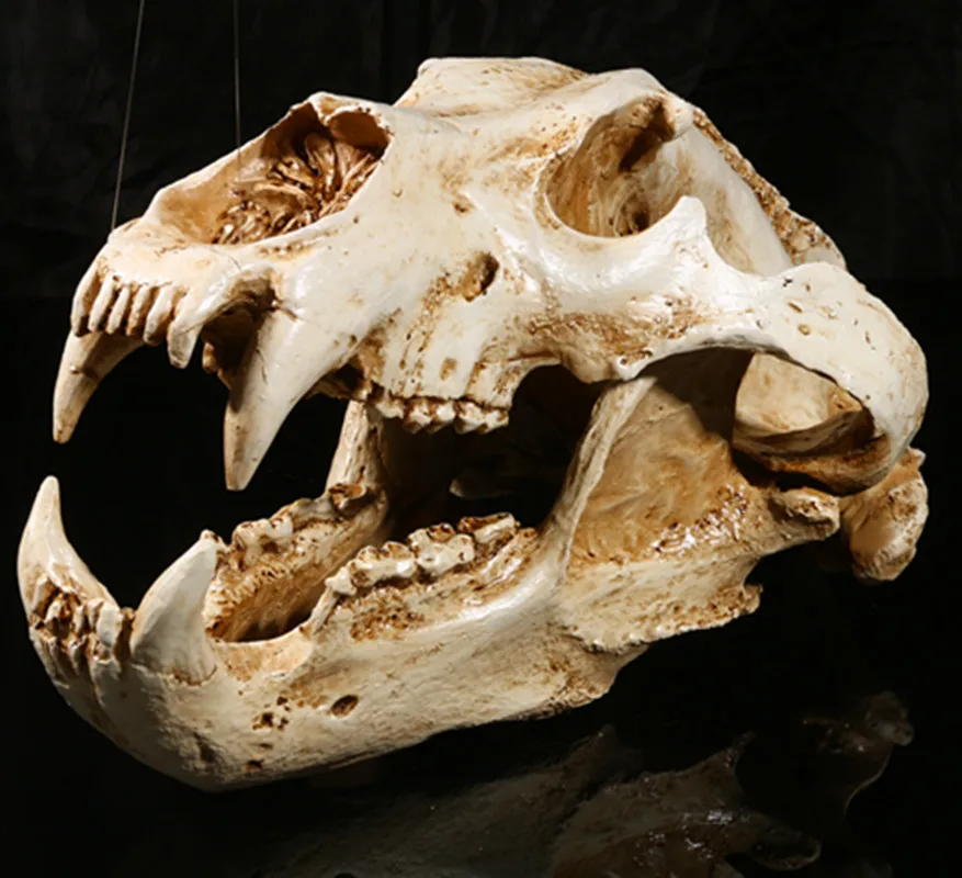 

Polar Bear Skull Animal Skull Model Resin Crafts