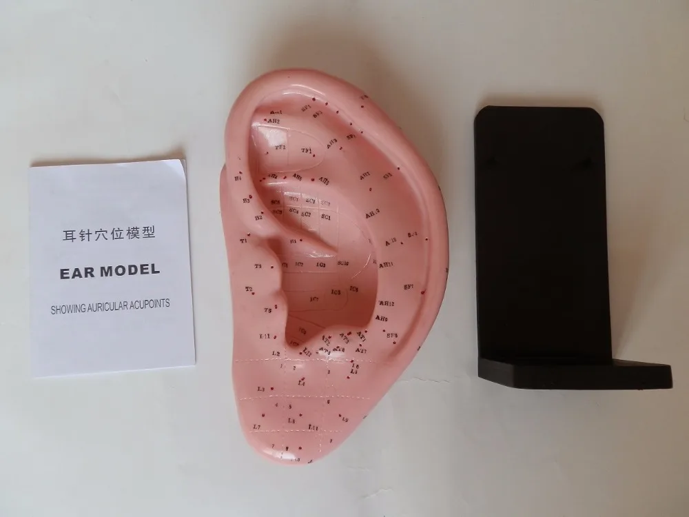 22cm standard acupuncture ear model marked in English ear acupuncture