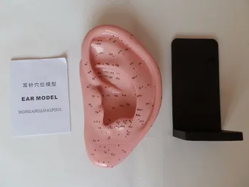 

22cm standard acupuncture ear model marked in English ear acupuncture point model