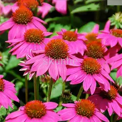 Фиолетовый Echinacea bonsais балкон сад пейзаж цветок bonsais школа парк зеленые цветы 30 шт. (песня го ju)