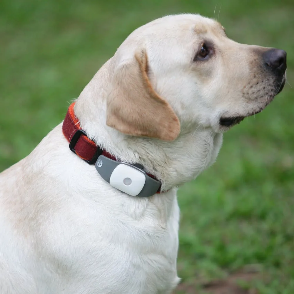 

Pet Tracker, Pet GPS Tracker for Dog, Anti- Lost Dog Tracker Dog GPS Collar Global GPS/ SIM, Waterproof with APP Tracking