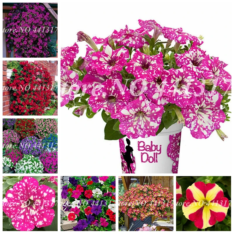 

100 pcs Great Mixed Bonsai Petunia Flower Plant Exotic Blooming Outdoor Morning Glory Flore Pot Plants for Home Garden Supply