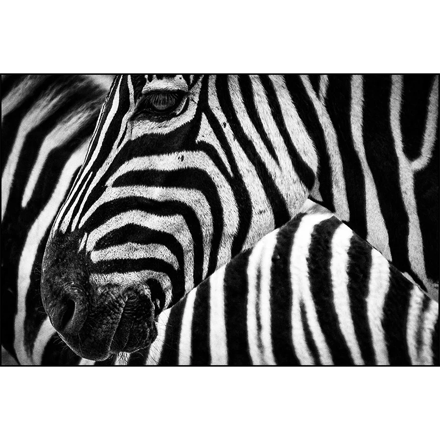 

Full Square / Round Drill 5D DIY Diamond Painting Zebra Horse Animal Wall Picture Diamond Embroidery Cross Stitch Mosaic Sticker