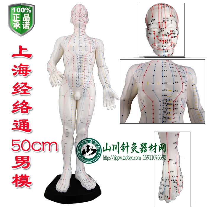 

KeyWord: acupuncture point model; man model;