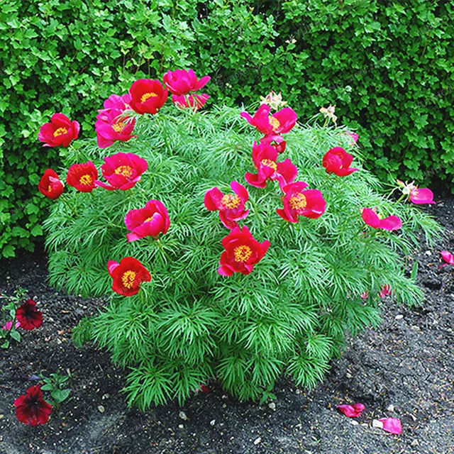 10 Pcs Paeonia Tenuifolia Seeds Fernleaf Peony Seeds Peony Flower Seeds