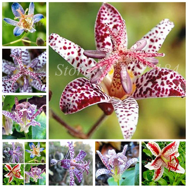 

Free Shipping 100 pcs Imported Toad Lily Plant Outdoor Charming Perennial Bonsai Potted Lilum Flower Landscaping Garden Plant
