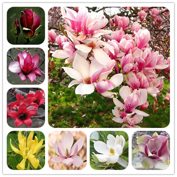 

100Pcs Mixed Magnolia flower Bonsai Beautiful Tree Pot plants Perennial Flower Magnolia Multicolor Optional Light Up Your Garden