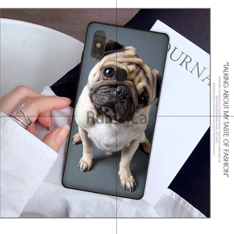 Animal cute pug