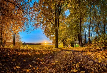

Laeacco Autumn Trees Fallen Leaves Pathway Scenic Photography Backgrounds Vinyl Custom Photographic Backdrops For Photo Studio