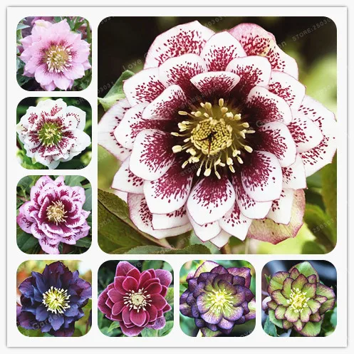 100 PCS/BAG Helleborus Bonsai Winter Rose Flower Grow In Winter Rare Flower Bonsai Outdoor Plant For Home Garden