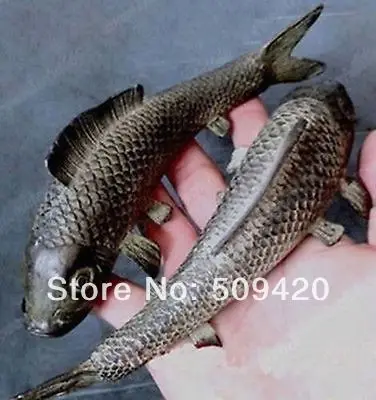 

o2pc Folk bronze carvings a auspicious lifelike Wealth fish statue Lucky Animal